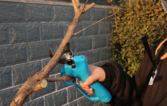 电动修枝剪每个树期的不同使用方法